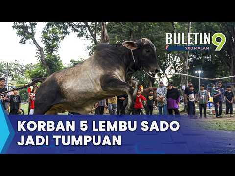 15 Lembu Sado Dijangka ‘Tumbang’ Di Banting (B9) thumbnail