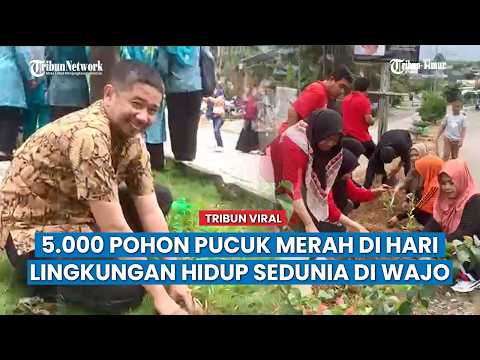 TP PKK Wajo Tanam Pohon Pucuk Merah di Jalur Dua Sengkang, Gandeng DLH & Pemerintah Kecamatan Tempe thumbnail