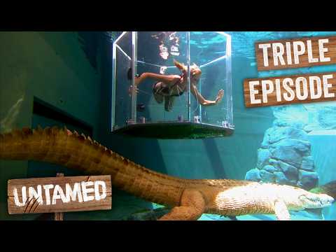 Face To Face With Crocodiles in The Cage Of Death | Triple Episode | The Wild Life Of Tim Faulkner thumbnail