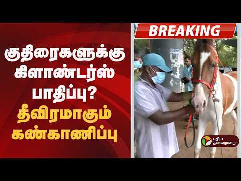#BREAKING | குதிரைகளுக்கு கிளாண்டர்ஸ் பாதிப்பு? தீவிரமாகும் கண்காணிப்பு | Chennai thumbnail