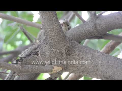 Indian palm squirrel resting on tree branch in Wilderness Orchard thumbnail