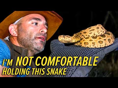This Snake Kills 25,000 People a Year! thumbnail
