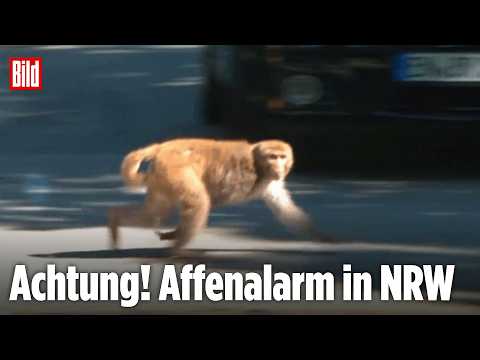 WITTEN: Sechs Affen aus Auffangstation in NRW ausgebüxt! thumbnail