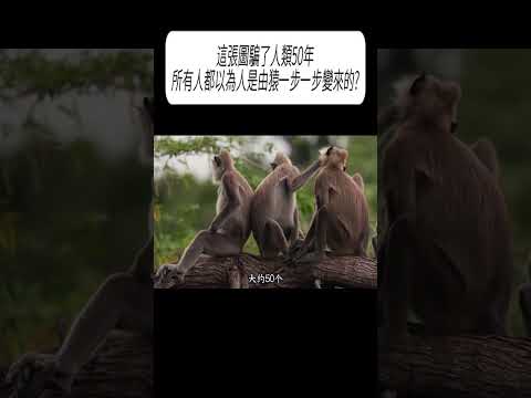 這張圖騙了人類50年?所有人都以為人是由猿一步一步變來的?#科普 #漲知識 thumbnail
