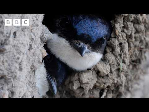🔴 LIVE wildlife cameras 🌿 26 May 🐦 BBC Springwatch 2026 thumbnail