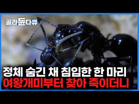 뻔뻔하게 입구로 대놓고 들어가더니 잠시 후 개미굴 초토화｜적진에 당당히 걸어온 개미 한 마리가 여왕개미부터 죽이더니｜다큐프라임｜#골라듄다큐 thumbnail