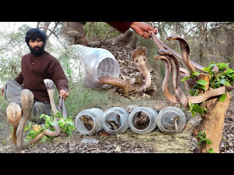जहरीले सांपो को पहली बार,एक साथ कैसे आजाद किया गया जिसे देखकर आप भी हैरान हो जाएँगे!?? Snake Release thumbnail