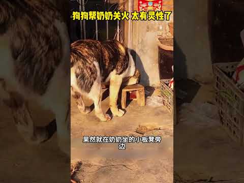 狗狗帮奶奶关火，太有灵性了 #感人壹幕 #大熱門 #影視解説 #影视聚焦 #搞笑 #funny #正能量 #精彩影视 #automobile #熱門 thumbnail