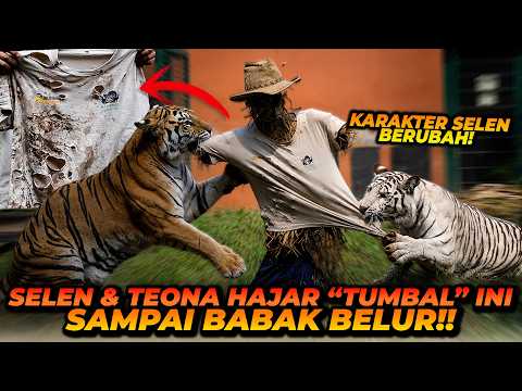 KARAKTER SELEN BERUBAH KARENA SUDAH DEWASA! APAKAH ALSHAD MASIH BISA MASUK KANDANG? thumbnail