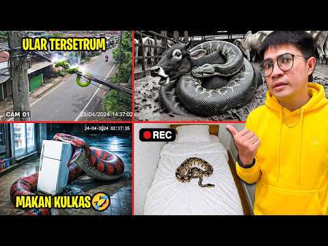CCTV BERHASIL MEREKAM ULAR TERBESAR DAN TERSERAM thumbnail