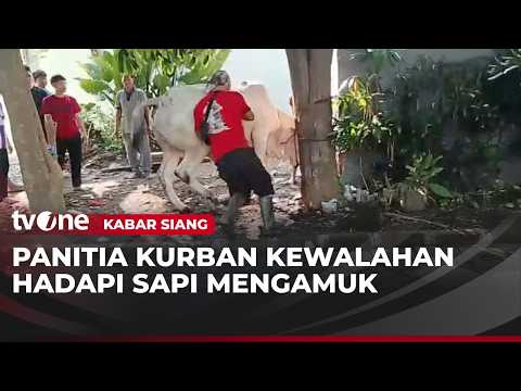 Sapi Lawan Panitia Kurban saat akan Disembelih | Kabar Siang thumbnail