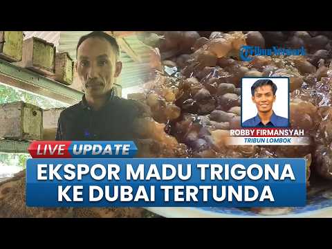 Imbas Konflik Timur Tengah, Ekspor Madu Trigona Lombok Utara ke Dubai kini Terpaksa Tertunda thumbnail