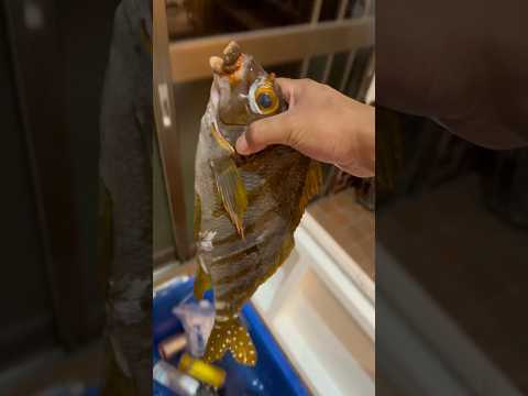 しょんべんの魚を食べてみると… thumbnail