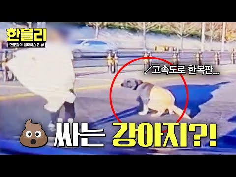 [한블리] (위험) 고속도로에 뛰어들어 냅다 💩 싸는 강아지?! | 한블리 (한문철의 블랙박스 리뷰) 175회 | JTBC 260527 방송 thumbnail
