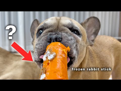 My Dogs HATED Carrots Until They Tried This...Viral Secret Summer Frozen Dog Chews! thumbnail