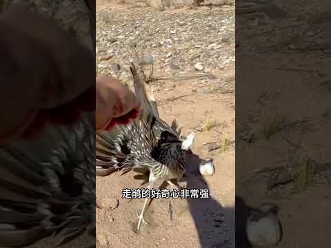 小小一隻走鵑，竟敢在郊狼面前肆意撒野！#科普#長知識 thumbnail