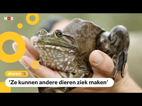 Zorgen over Amerikaanse stierkikker in Nederland: 'Ze eten alles op' thumbnail