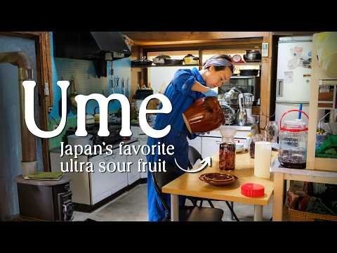 I made umeboshi using our own ume plums (plus other sour recipes from the Japanese countryside) thumbnail