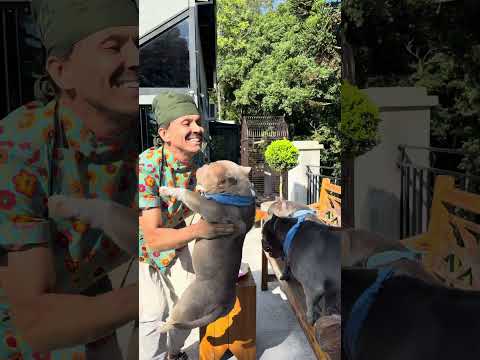 Picolé de Abacaxi com Iogurte Natural Zero para minhas Bullys 🐾🐾 Receita Pra Cachorro thumbnail