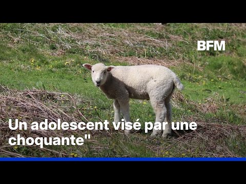 Un adolescent visé par une plainte pour des faits susceptibles de relever de zoophilie thumbnail