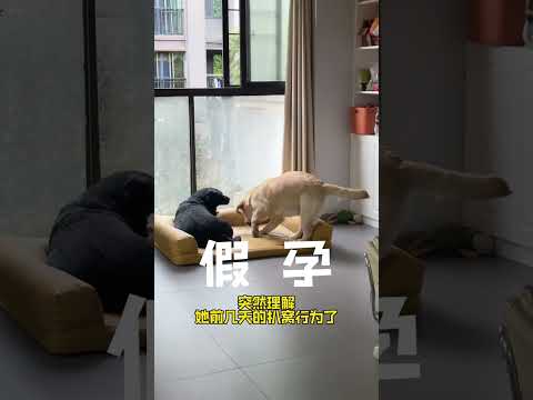 虽然心疼但是真的很好笑#萌宠出道计划#萌宠成精了#萌宠日常记录 thumbnail