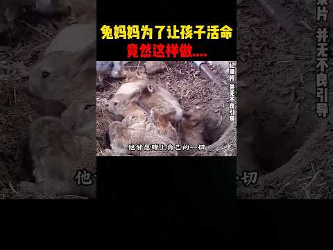 兔妈妈为了让孩子活命，竟然这样做！ #影視解説 #科普 #大熱門 #影视聚焦 #petshorts  #精彩影视 #food #美食 #感人壹幕 #搞笑 thumbnail