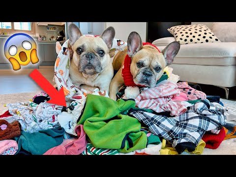French Bulldogs EMBARRASSING Admission.. It's Laundry Day! thumbnail