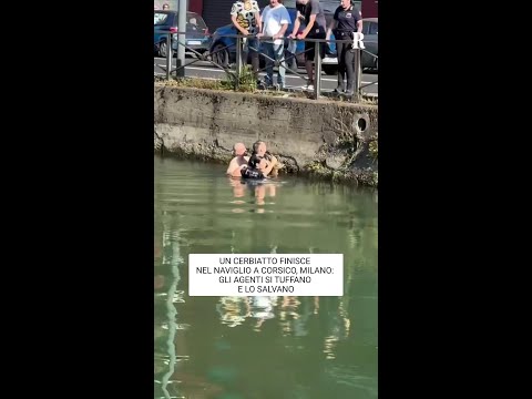 A Milano la polizia locale è intervenuta nel Naviglio per salvare un cerbiatto thumbnail