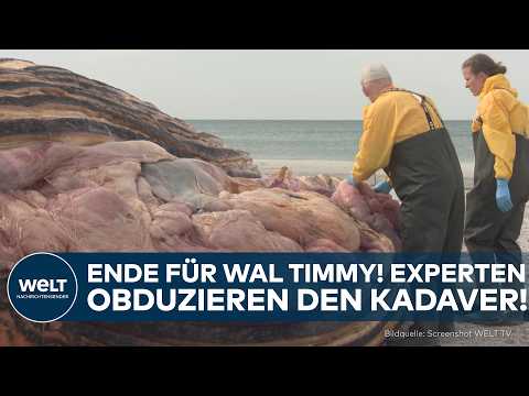 DÄNEMARK: Ende für Wal Timmy! Experten obduzieren den Kadaver! thumbnail