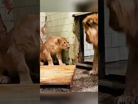 The male lion was beaten by the female lion#animals #Foryou #Friendship #Us#lion thumbnail
