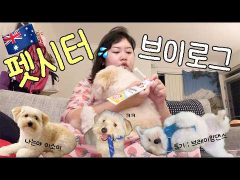 시드니 펫시터 일상 부이로그???? thumbnail