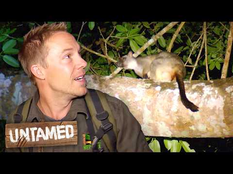 Searching For Rarest Australian Marsupials In Wild | Double Episode | The Wild Life Of Tim Faulkner thumbnail