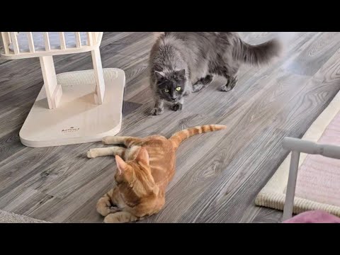 Die Katzen kloppen sich ständig?!  thumbnail
