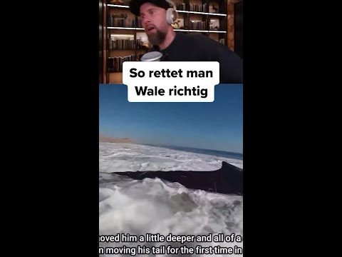 Buckelwal Jungtier Rettung: Aber richtig ... thumbnail
