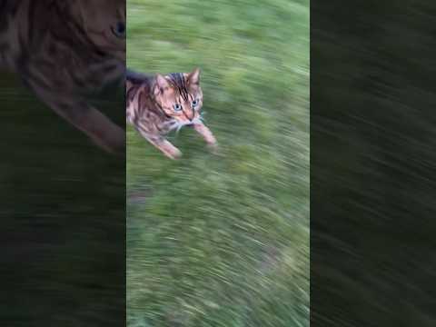 Meine Bengal Katze hat was verloren ? thumbnail