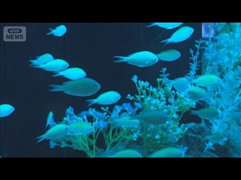 水族館で花と魚のコラボ　赤い歯を持つ水中のドラキュラ？【グッド！いちおし】【グッド！モーニング】(2026年6月4日) thumbnail