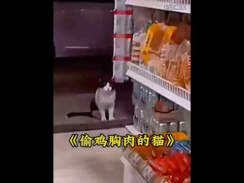 流浪猫每天偷取鸡胸肉，其背后的原因让人感到心酸 #animals #cats  #pets thumbnail