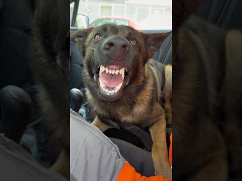 Réfléchissez bien avant de prendre un malou 😭😭 #ades #core #malinois #ninolemalou thumbnail