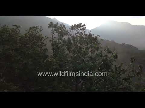 Misty mountain forests of Pampadum Shola National Park Kerala thumbnail