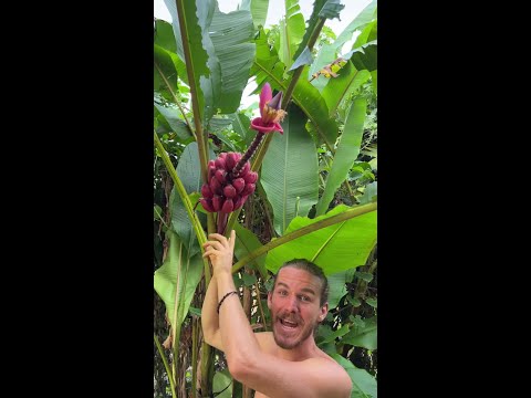 I Couldn't Believe What Fruit I Found! thumbnail