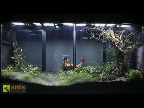 I Added Fighting Rhino Beetles to My Giant Grassland Vivarium thumbnail