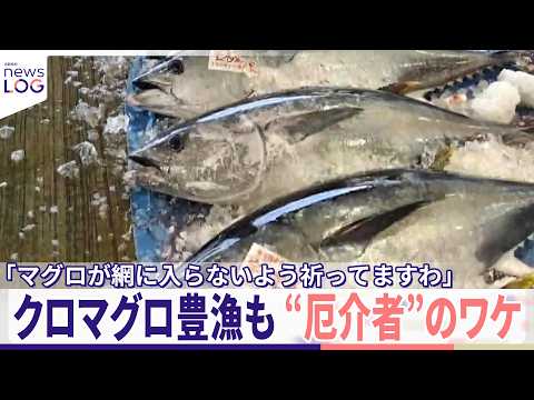 【高級食材クロマグロ豊漁も】“厄介者”のワケ  「マグロが網に入らないよう祈ってますわ」『news LOG』 thumbnail