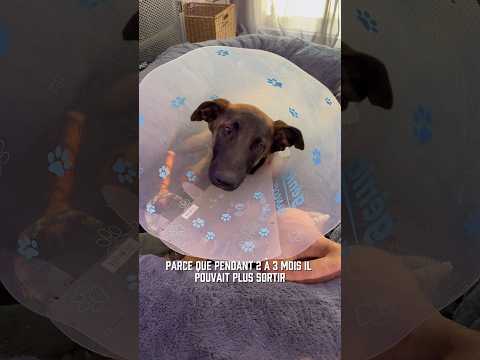 J’espère juste qu’elle est pas cassée 😞 rendez-vous chez le vétérinaire demain 😢 #ades #malinois thumbnail