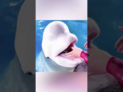 🐋💙 حوت البيلوغا الوفي الذي لم ينسَها أبدًا! 🥹✨🎂💕 thumbnail