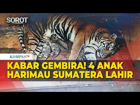 Kabar Gembira! Taman Safari Indonesia II Prigen Sambut Kelahiran 4 Anak Harimau Sumatera thumbnail