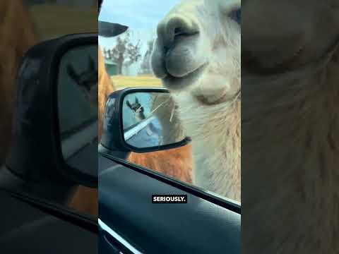 Llama Mafia is Back! Ozzy Man Reviews thumbnail