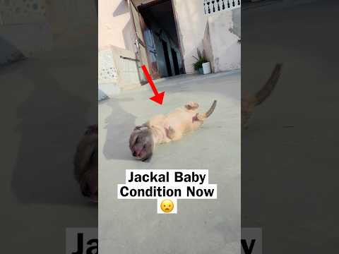 Jackal Baby Condition Now ? thumbnail