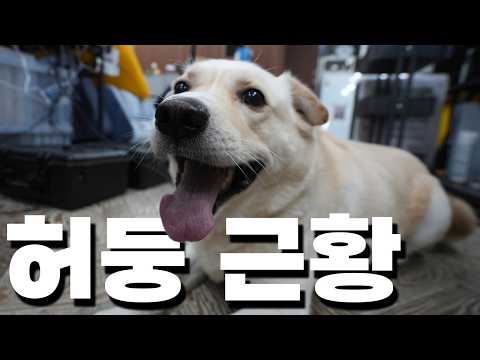 허둥이 근황을 공개합니다!!! thumbnail