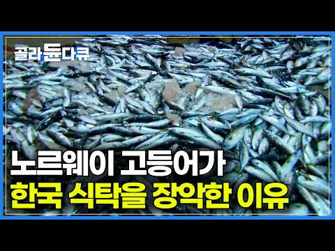그 많던 한국 고등어는 다 어디 가고 죄다 노르웨산 뿐일까?｜ 해외에 선 골칫거리인데 한국엔 없어서 못 먹는 해산물｜대한민국 국민생선 고등어｜하나뿐인 지구｜#골라듄다큐 thumbnail