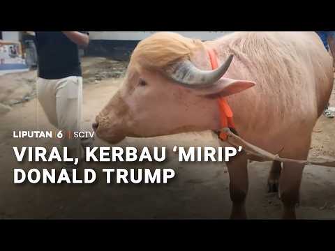 Viral, Kerbau 'Mirip' Donald Trump | Liputan 6 thumbnail